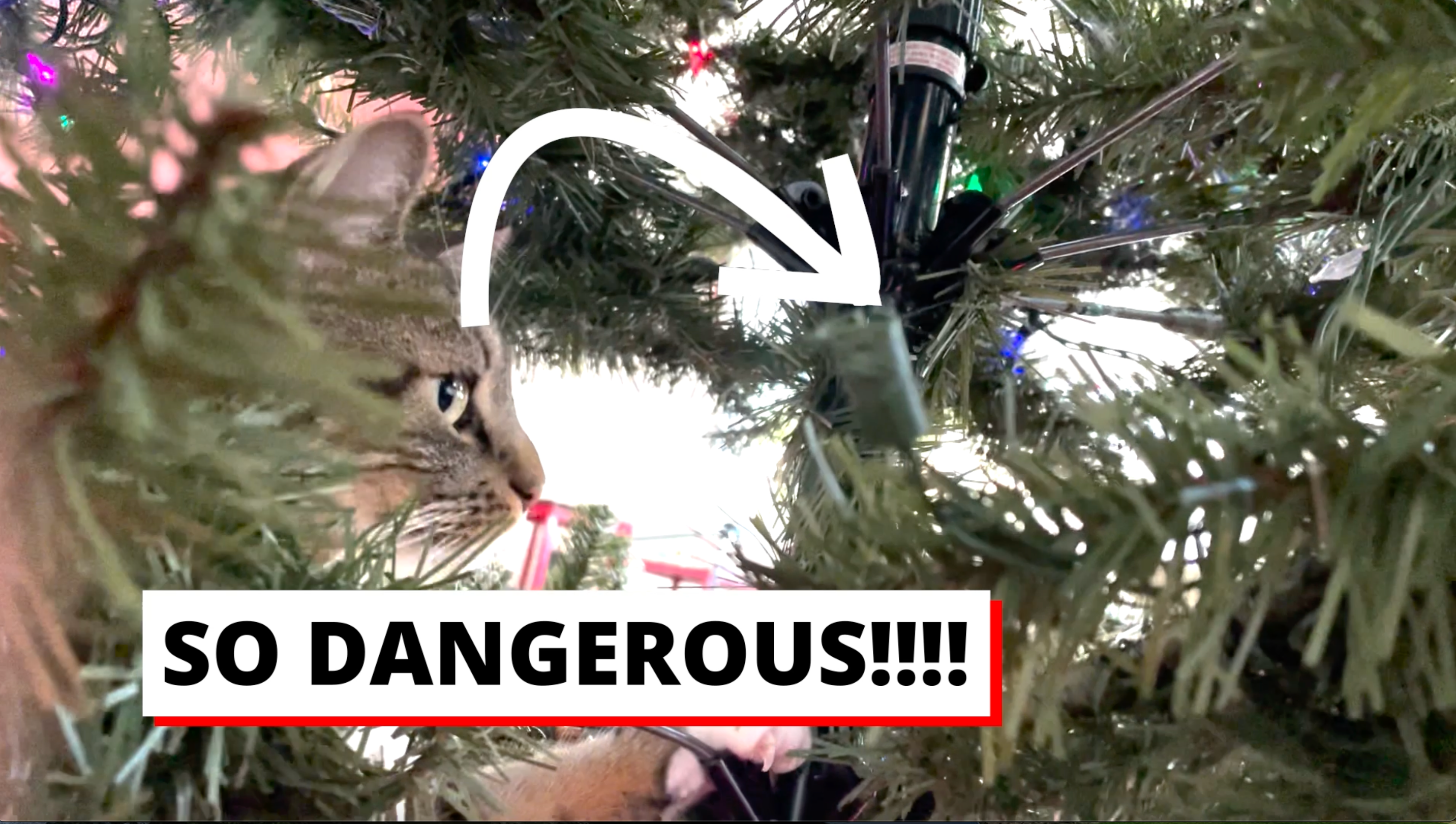 Load video: A woman decorating the Christmas tree while her cat runs under the tree. Then we see multiple cats chewing on the tree and lights, as well as the broken lights they have chewed. Then we see the Shoo Cat ultrasonic cat trainer be placed under the tree. The cats avoid the Shoo Cat, approaching it and quickly walking away.